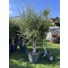 Olea europea - Olivovník exclusiv 210 cm +