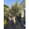 Olea europea - Olivovník exclusiv 210 cm +