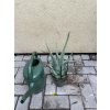 Aloe Vera 20 cm
