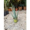 Aloe Vera, Aloe pravá, původ rostliny Španělsko, 30 cm