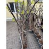 Ficus carica, brown Turkey 150 cm