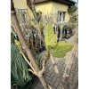 Ficus carica, brown Turkey 150 cm