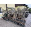 Ficus carica, brown Turkey 150 cm
