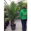 Cycas circinalis, cykas, původ Španělsko. 160 cm