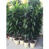 Dracaena Janet craig 170 cm