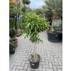 Mandarinka reticulata 150 cm