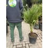 Brahea edulis 130 cm