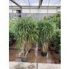 Dracaena Reflexa anita 180 cm