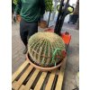 Echinocactus Grusonii 70 cm