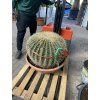 Echinocactus Grusonii 70 cm