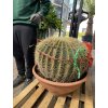 Echinocactus Grusonii 70 cm