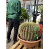 Echinocactus Grusonii 70 cm