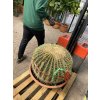 Echinocactus Grusonii 70 cm