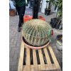 Echinocactus Grusonii 70 cm