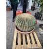 Echinocactus Grusonii 70 cm