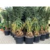 Phoenix canariensis, Datlová palma, 250 cm