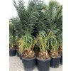 Phoenix canariensis, Datlová palma, 230 cm