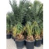 Phoenix canariensis, Datlová palma, 250 cm