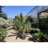 Phoenix canariensis, Datlová palma, 250 cm