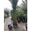 Phoenix canariensis, Datlová palma, 250 cm