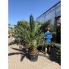 Phoenix canariensis, Datlová palma, 230 cm