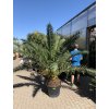 Phoenix canariensis, Datlová palma, 250 cm