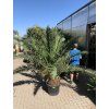 Phoenix canariensis, Datlová palma, 230 cm