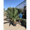 Phoenix canariensis, Datlová palma, 250 cm