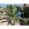 Phoenix canariensis, Datlová palma, 250 cm