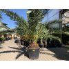 Phoenix canariensis, Datlová palma, 230 cm