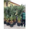Phoenix canariensis, Datlová palma, 230 cm