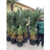 Phoenix canariensis, Datlová palma, 250 cm