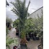 Phoenix canariensis, Datlová palma, 250 cm