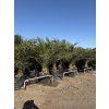 Phoenix canariensis, Datlová palma, 230 cm