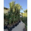 Phoenix canariensis, Datlová palma, 230 cm