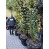 Phoenix canariensis, Datlová palma, 270 cm