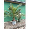 Phoenix canariensis, Datlová palma, 230 cm
