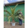 Phoenix canariensis, Datlová palma, 230 cm