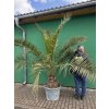 Phoenix canariensis, Datlová palma, 250 cm