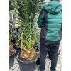 Phoenix canariensis, Datlová palma, 230 cm