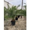 Phoenix canariensis, Datlová palma, 250 cm