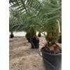 Phoenix canariensis, Datlová palma, 250 cm