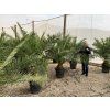Phoenix canariensis, Datlová palma, 230 cm