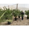 Phoenix canariensis, Datlová palma, 250 cm