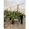 Phoenix canariensis,Datlová palma, Datlovník, původ palmy Španělsko. 200 cm