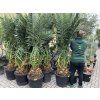 Phoenix canariensis, Datlová palma, 230 cm