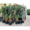 Phoenix canariensis, Datlová palma, 230 cm