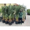 Phoenix canariensis, Datlová palma, 250 cm