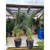 Phoenix canariensis, Datlová palma, 250 cm