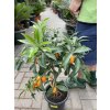 Citrus Kumquat 70 cm